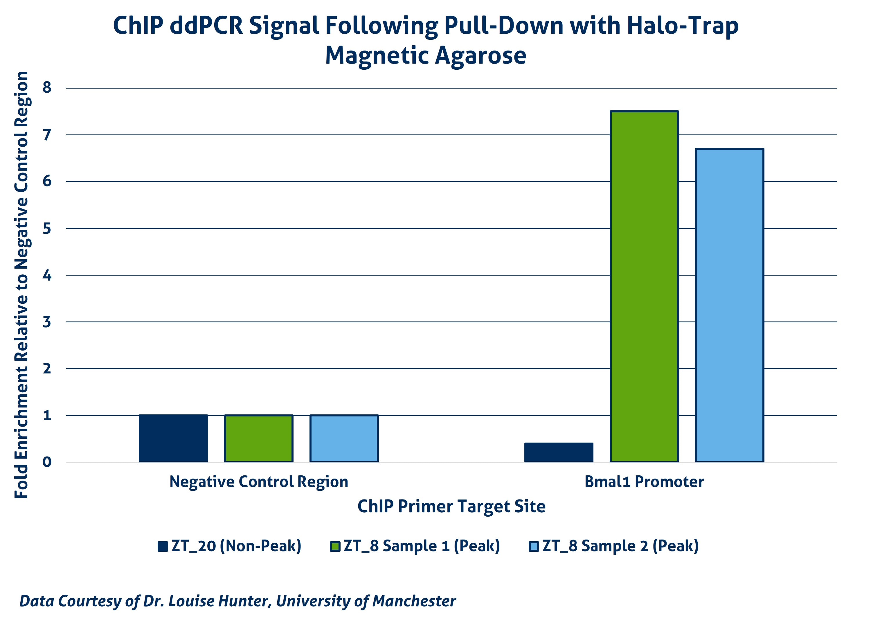 Chromatin Immunoprecipitation (ChIP) utilizing Halo-Trap Magnetic Agarose (otma) was performed on cross-linked chromatin isolated from the liver of a transgenic mouse line expressing a Halo-tagged version of clock factor REVERBα (HaloReverbα). Samples were isolated at timepoints of non-peak (ZT20) or peak (ZT8) binding of the REVERBα protein to the Bmal1 promoter region of the genome. The enriched DNA was then quantified by ddPCR utilizing primers directed at a gene desert (negative control region) or the Bmal1 promoter. Fold enrichment of each sample DNA is relative to that of the negative control region of each sample.