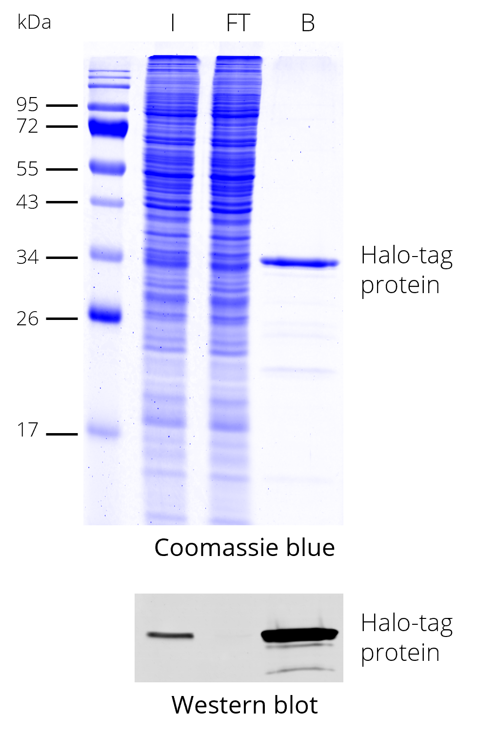Halo-Trap Magnetic Agarose for immunoprecipitation of Halo-tag proteins. HEK293T cell lysate with Halo-tag protein. Coomassie and Western blot. Halo-tag antibody [28A8], monoclonal mouse IgG1and anti-mouse secondary antibody. I: Input, FT: Flow-Through, B: Bound