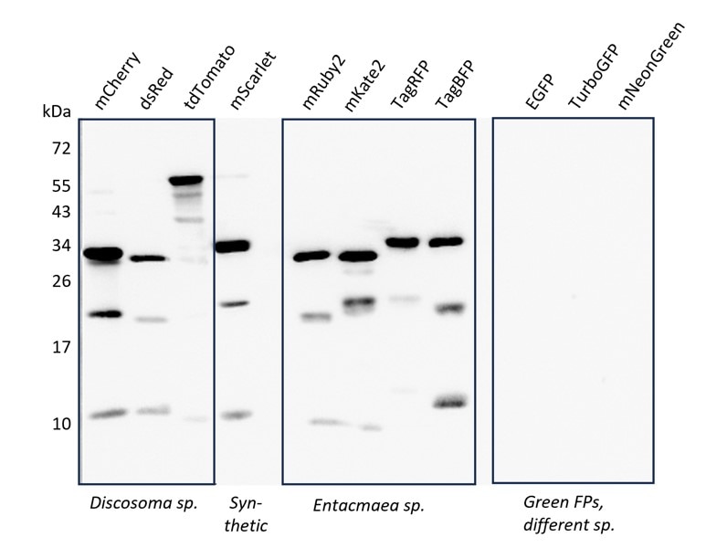 Western blot detection of fluorescent proteins from different lineages.
SDS-PAGE was performed with 20 ng of purified recombinant proteins per lane. Positive signal could be obtained with red fluorescent proteins from Discosoma dsRed lineage (mCherry, dsRed, tdTomato), with synthetic red fluorescent protein mScarlet, with fluorescent proteins from Entacmaea lineages (mRuby2, mKate2, TagRFP, TagBFP). Purified recombinant green fluorescent proteins EGFP, TurboGFP and mNeonGreen were used as negative controls. Pan-RFP (pabr1) antibody was applied at 1:1000 dilution o/n at +4°C. Secondary antibody: goat anti-rabbit HRP.
Note: Red fluorescent proteins often demonstrate multiple bands on Western blots due to partial fragmentation. These bands correspond to differently truncated forms of red fluorescent proteins.