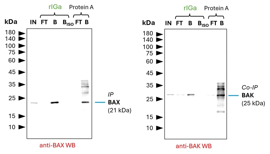 Co-IP of BAX and BAK by anti-rabbit IgG VHH agarose (rIGa) using a BAX polyclonal IgG (Proteintech: 50599-2-Ig). As control an IgG isotype control antibody (Proteintech: 98136-1-RR) was used (BISO). 5 µg of each IgG was spiked into HEK293T cell lysate derived from 0.5x10^7 cells. 1% of input (IN) and flow through (FT) and 25% of bound (B) fraction was loaded onto an SDS-PAGE gel. For Western blot analysis BAX was detected using a polyclonal rabbit IgG (Proteintech: 50599-2-Ig) (1:2000) labeled using FlexAble HRP (Proteintech: KFA005). The presence of BAK co-precipitated with BAX was confirmed using a polyclonal rabbit IgG (Proteintech: 29552-1-AP) (1:2000). While rIGa allows for clean detection of both proteins, Protein A agarose show additional bands, probably due to leaching of Protein A from the beads into the IP fractions, which can lead to binding of the detection antibody and unspecific signals.