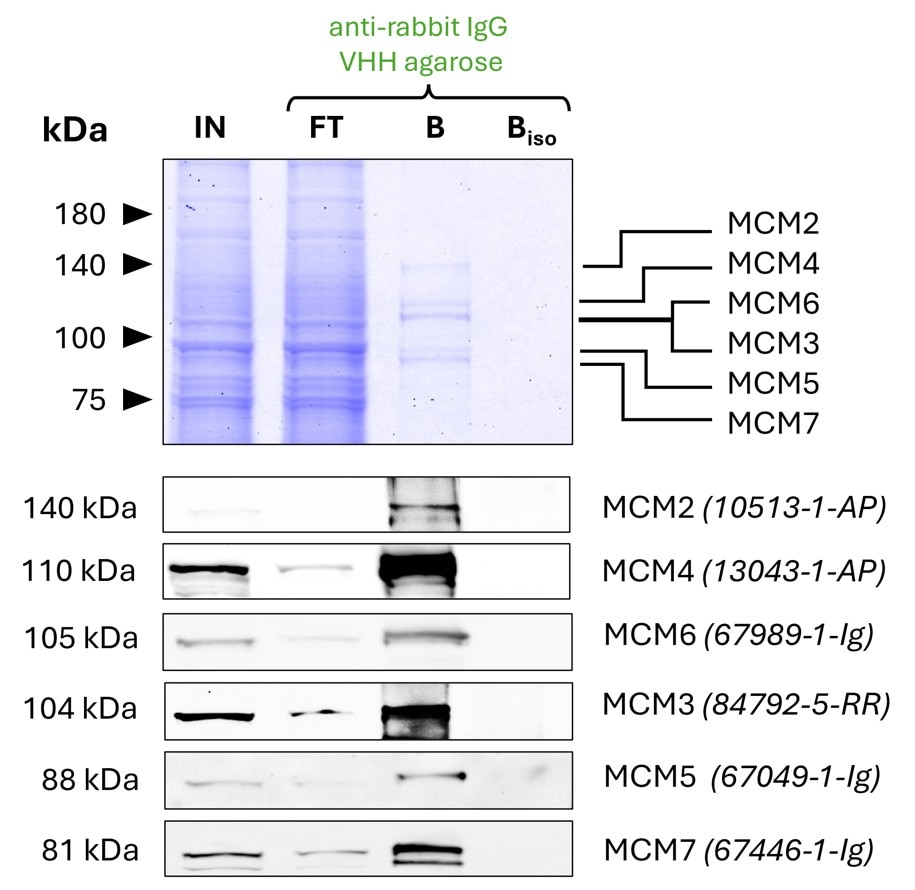 Co-IP of MCM complex via pulldown of MCM6 using 5 µg of polyclonal rabbit anti-MCM6 antibody (Proteintech: 13347-2-AP) and anti-rabbit IgG VHH agarose (rIGa). All subunits of the 600 kDa hetero-hexameric complex are successfully precipitated, as shown in a Coomassie blue stained SDS-gel and by Western blot analysis using subunit specific antibodies. Apparent molecular weights are provided. For input (IN) and flowthrough (FT) fractions, 1% was loaded, respectively. For bound (B) fraction and bound fraction of isotype control antibody (BISO Proteintech: 98136-1-RR), 20% was loaded. Product codes for Proteintech antibodies are provided in parentheses.