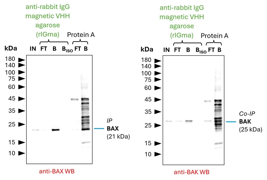 Co-IP of BAX and BAK by anti-rabbit IgG VHH agarose (rIGma) using a BAX polyclonal IgG (Proteintech: 50599-2-Ig). As control an IgG isotype control antibody (Proteintech: 98136-1-RR) was used (BISO). 5 µg of each IgG was spiked into HEK293T cell lysate derived from 0.5x10^7 cells. 1% of input (IN) and flow through (FT) and 25% of bound (B) fraction was loaded onto an SDS-PAGE gel. For Western blot analysis BAX was detected using a polyclonal rabbit IgG (Proteintech: 50599-2-Ig) (1:2000) labeled using FlexAble HRP (Proteintech: KFA005). The presence of BAK co-precipitated with BAX was confirmed using a polyclonal rabbit IgG (Proteintech: 29552-1-AP) (1:2000). While rIGa allows for clean detection of both proteins, Protein A magnetic beads show additional bands, probably due to leaching of Protein A from the beads into the IP fractions, which can lead to binding of the detection antibody and unspecific signals.