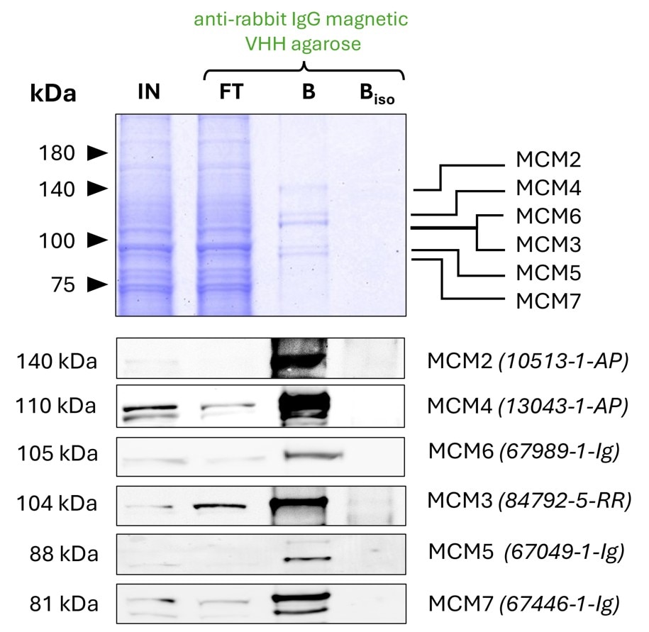 Co-IP of MCM complex via pulldown of MCM6 using 5 µg of polyclonal rabbit anti-MCM6 antibody (PTG: 13347-2-AP) and anti-rabbit IgG magnetic VHH agarose (rIGma). All subunits of the 600 kDa hetero-hexameric complex are successfully precipitated, as shown in a Coomassie blue stained SDS-gel and by Western blot analysis using subunit specific antibodies. Apparent molecular weights are provided. For input (IN) and flowthrough (FT) fractions, 1% was loaded, respectively. For bound (B) fraction and bound fraction of isotype control antibody (BISO PTG: 98136-1-RR), 20% was loaded. Product codes for Proteintech antibodies are provided in parentheses.