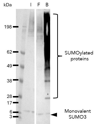 The SUMO3-Trap Magnetic Agarose (s3tma) was used to immunoprecipitate endogenous SUMO3ylated and SUMO2ylated proteins from a human cell line. Samples of the input lysate (I), non-bound flow-through (F) and bound (B) fraction were analysed using Western blot. SUMO2/3ylated proteins are highly enriched using the SUMO3-Trap. 
Data kindly provided by Prof. Alfred Vertegaal, Leiden University, The Netherlands. 