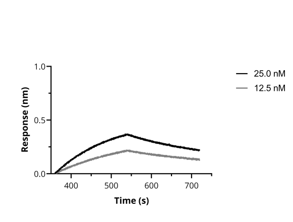 BLI binding kinetics of SARS-CoV-2 Spike Recombinant VHH [NM1222] to RBD. Biotinylated RBD was immobilized on FortéBio Streptavidin (SA) Biosensors and assayed with different concentrations of SARS-CoV-2 Spike Recombinant VHH [NM1222] (ChromoTek sc-NM1222).