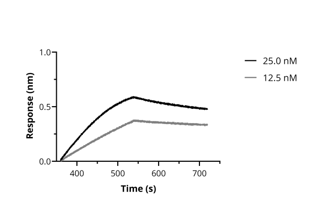 BLI binding kinetics of SARS-CoV-2 Spike Recombinant VHH [NM1226] to RBD. Biotinylated RBD was immobilized on FortéBio Streptavidin (SA) Biosensors and assayed with different concentrations of SARS-CoV-2 Spike Recombinant VHH [NM1226] (ChromoTek sc-NM1226).