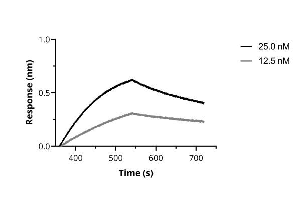 BLI binding kinetics of SARS-CoV-2 Spike Recombinant VHH [NM1230] to RBD. Biotinylated RBD was immobilized on FortéBio Streptavidin (SA) Biosensors and assayed with different concentrations of SARS-CoV-2 Spike Recombinant VHH [NM1230] (ChromoTek sc-NM1230).