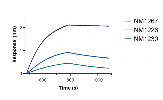 BLI binding kinetics of SARS-CoV-2 Spike Recombinant VHH [NM1267] to RBD. Biotinylated RBD was immobilized on FortéBio Streptavidin (SA) Biosensors and assayed with 25 nM of SARS- CoV-2 Spike Recombinant VHH [NM1267] (ChromoTek sc-NM1267). For comparison the binding kinetics of 25 nM SARS-CoV-2 Spike Recombinant VHH [NM1226] (ChromoTek sc- NM1226) and SARS-CoV-2 Spike Recombinant VHH [NM1230] (ChromoTek sc-NM1230) are shown.