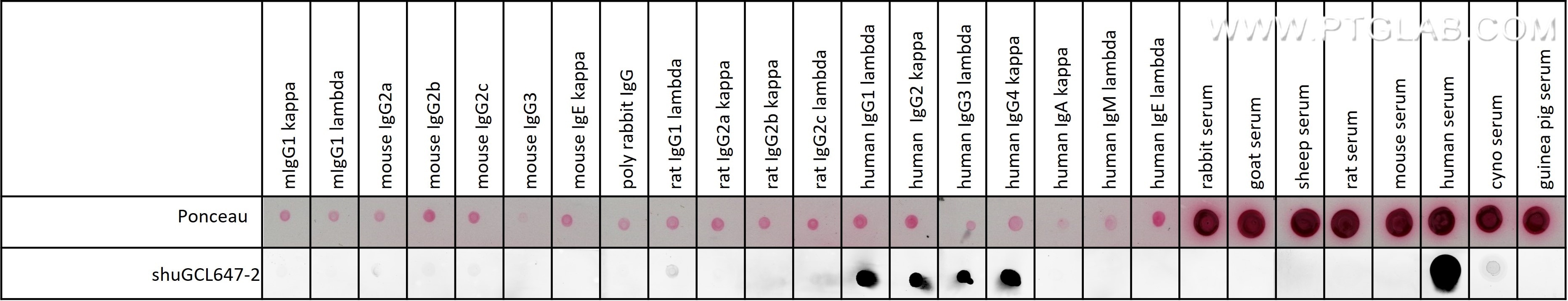 Dot blot assay demonstrates that anti-human IgG Nano-Secondary (CTK0117) has no cross-reactivity to human IgA/IgM/IgE, and goat, guinea pig, mouse, rabbit, rat, and sheep serum. It shows slight cross-reactivity to macaque serum.