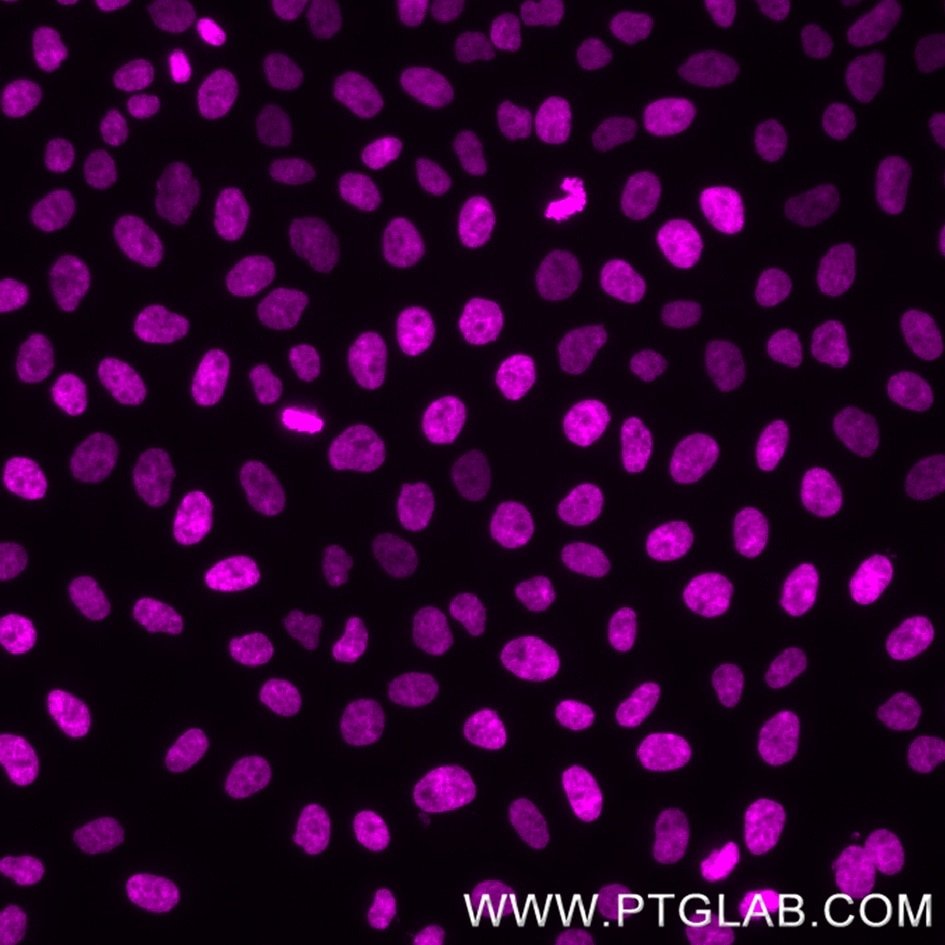 Immunofluorescence analysis of transgenic HeLa cells stably expressing H2B-myc. PFA-fixed cells were stained with anti-c-myc tag antibody and Nano-Secondary® alpaca anti-human IgG, recombinant VHH, CoraLite® Plus 750 [CTK0117] (shuGCL750-2, magenta).​