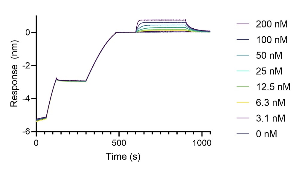 BLI binding kinetics of a monoclonal rabbit IgG anti-DYKDDDDK-tag antibody to a DYKDDDDK-tagged protein. A monoclonal rabbit IgG anti-DYKDDDDK-tag antibody was immobilized using Nano-CaptureLigand human IgG/rabbit IgG, Fc-specific VHH, biotinylated on FortéBio Streptavidin (SA) Biosensors and assayed with different concentrations of a DYKDDDDK-tagged protein.