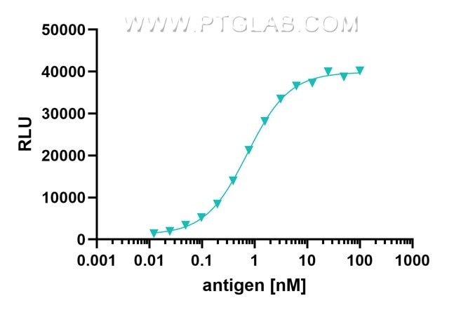 Anti-human IFN-gamma sandwich ELISA. Anti-human IFN-gamma Uni-rAbTM Recombinant Antibody (Cat.No. 98187-1-RR) direct coated 10 µg/mL on a MaxiSorp plate captures HumanKine® recombinant human IFN-gamma protein (Cat.No. HZ-1301) titrated from 200 – 0,01 nM. Primary NeutraKine® anti-human IFN-gamma Mouse IgG1 McAb (Cat.No. 69007-1-Ig) 1:1000 binds to the captured IFN-gamma antigen and is detected by the Nano-Secondary ® anti-mouse IgG1 recombinant VHH, Alkaline Phosphatase (Cat.No. sms1AP) 1:5000.