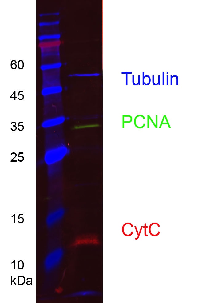 HEK-293 cell lysates were subjected to SDS-PAGE followed by multiplex western blot analysis with 3 mouse primary antibodies including anti-PCNA (60097-1-Ig), anti-cytochrome C (66264-1-Ig), and anti-alpha tubulin (66031-1-Ig). Primary antibodies were detected using 3 mouse IgG subclass-specific nano-secondary reagents including Nano-Secondary® alpaca anti-mouse IgG1, recombinant VHH, CoraLite® Plus 488 (smsG1CL488-1, green), Nano-Secondary® alpaca anti-mouse IgG2a, recombinant VHH, CoraLite® Plus 555 (smsG2aCL555-1, red), and Nano-Secondary® alpaca anti-mouse IgG2b, recombinant VHH, CoraLite® Plus 647 (smsG2bCL647-1, blue). 