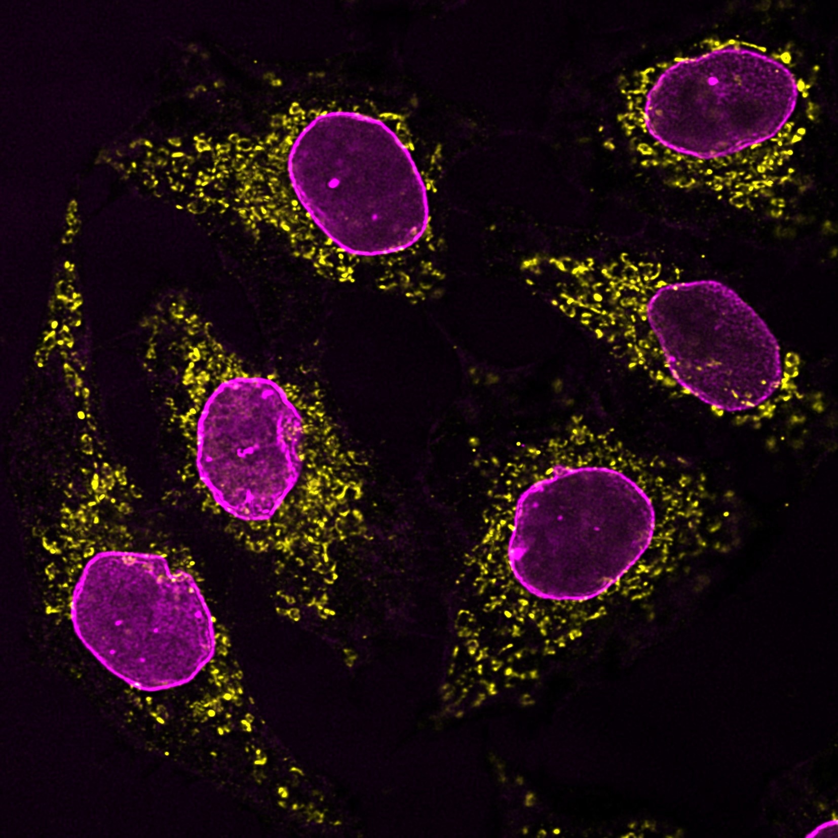 Immunofluorescence analysis of HeLa cells co-stained with mouse IgG1 anti-HSP60 antibody (66041-1-Ig) and mouse IgG2b anti-Lamin A/C antibody followed by Nano-Secondary® alpaca anti-mouse IgG1, recombinant VHH, CoraLite® Plus 555 (smsG1CL555-1, yellow) and Nano-Secondary® alpaca anti-mouse IgG2b, recombinant VHH, CoraLite® Plus 647 (smsG1CL647-1, magenta).