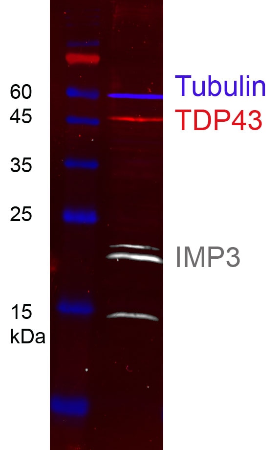 HEK-293 cell lysates were subjected to SDS-PAGE followed by multiplex western blot analysis with 3 mouse primary antibodies including anti-TDP43 (60019-1-Ig), anti-tubulin (66240-1-Ig), and anti-IMP3 (66247-1-Ig). Primary antibodies were detected using 3 mouse IgG subclass-specific nano-secondary reagents including Nano-Secondary® alpaca anti-mouse IgG1, recombinant VHH, CoraLite® Plus 555 (smsG1CL555-1, red), Nano-Secondary® alpaca anti-mouse IgG2a, recombinant VHH, CoraLite® Plus 647 (smsG2aCL647-1, blue), and Nano-Secondary® alpaca anti-mouse IgG2b, recombinant VHH, CoraLite® Plus 750 (smsG2bCL750-1, white).