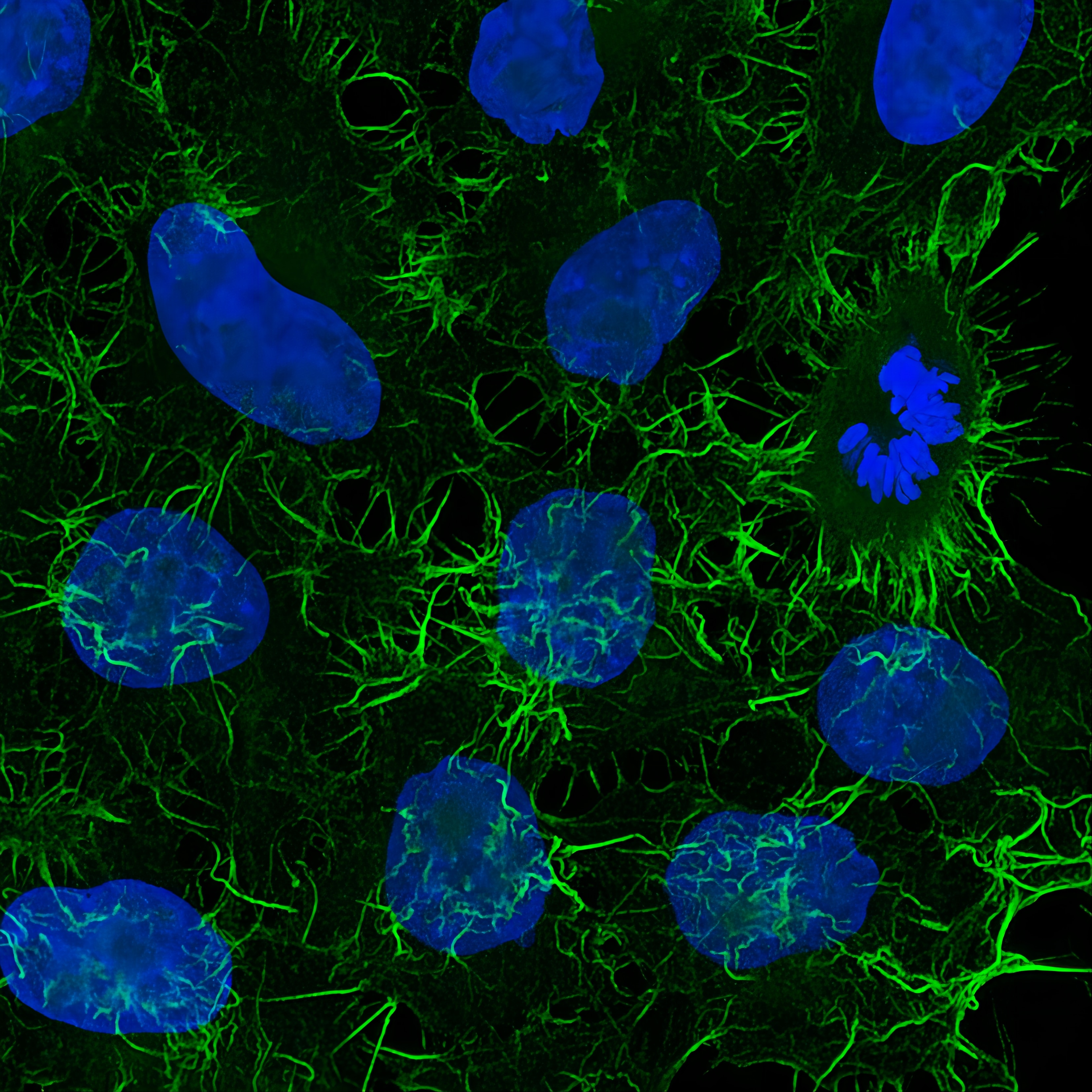 Immunofluorescence analysis of HeLa cells stained with mouse IgG2a anti-Actin antibody and Nano-Secondary® alpaca anti-mouse IgG2a, recombinant VHH, CoraLite® Plus 488 (green) Nuclei were stained with DAPI (blue).