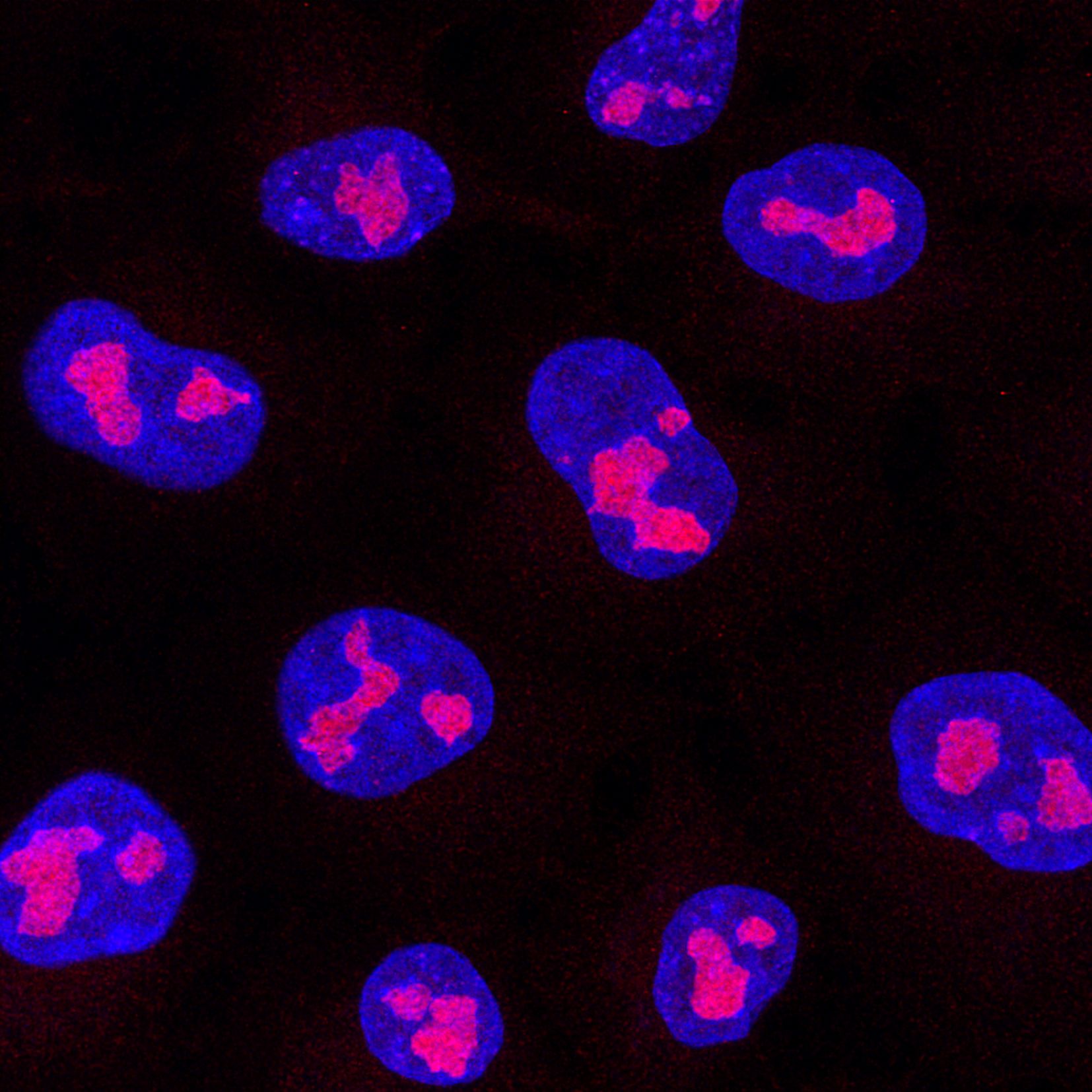 Immunofluorescence analysis of Hela cells stained with mouse IgG2a anti-GLN3 antibody (67169-1-Ig) and Nano-Secondary® alpaca anti-mouse IgG2a, recombinant VHH, CoraLite® Plus 555 (magenta). Nuclei were stained with DAPI (blue). Images were recorded at the Core Facility Bioimaging at the Biomedical Center, LMU Munich.