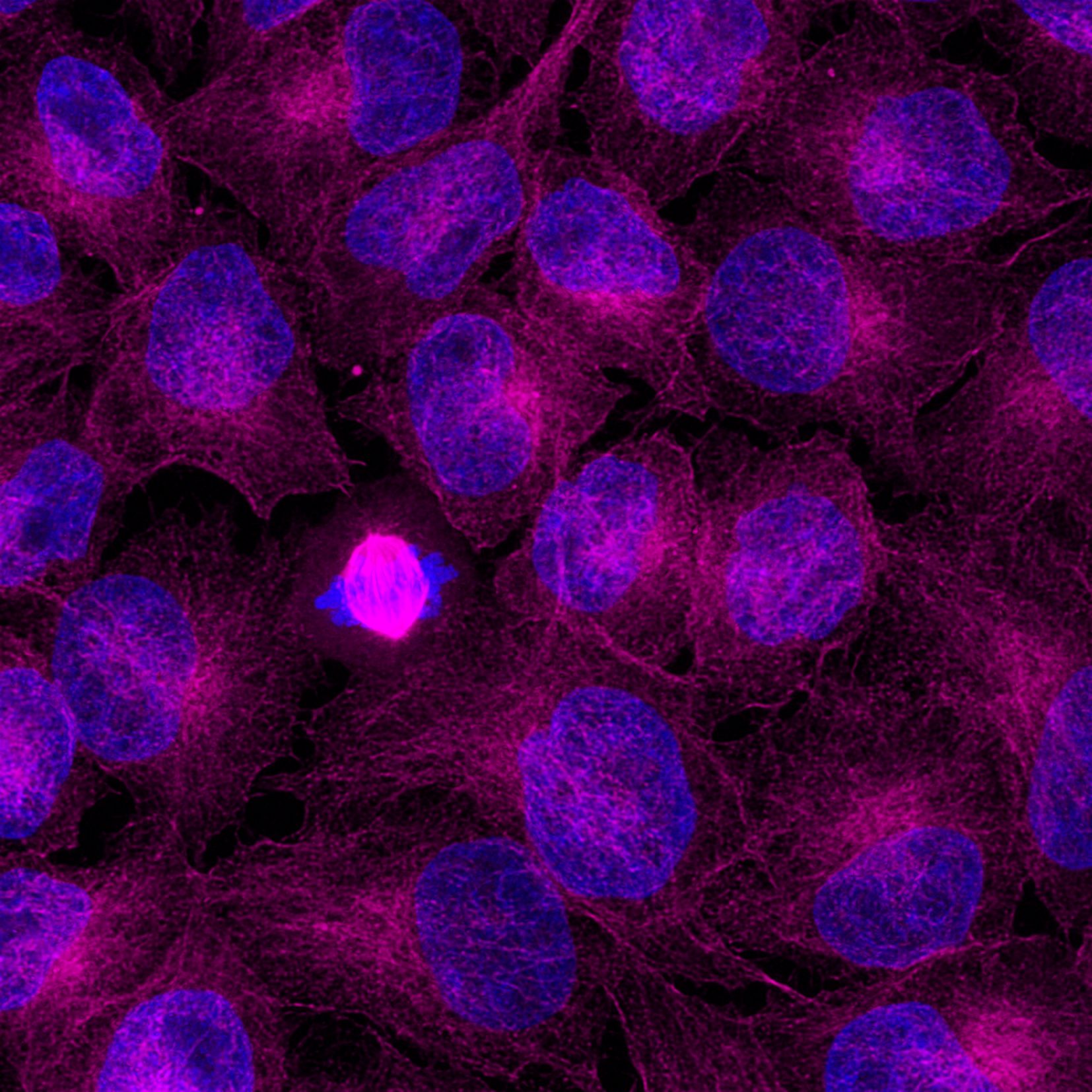 Immunofluorescence analysis of Hela cells stained with mouse IgG2a anti-Tubulin antibody (66240-1-Ig) and Nano-Secondary® alpaca anti-mouse IgG2a, recombinant VHH, CoraLite® Plus 647 (magenta). Nuclei were stained with DAPI (blue).