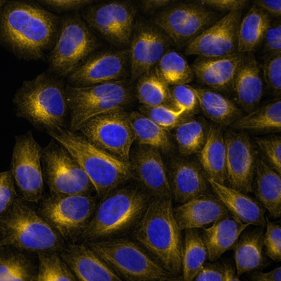 Immunofluorescence analysis of HeLa cells stained with mouse IgG2b anti-Tubulin beta antibody and Nano-Secondary® alpaca anti-mouse IgG2b, recombinant VHH, CoraLite® Plus 555 (smsG2bCL555-1, orange). Nuclei were stained with DAPI (blue).