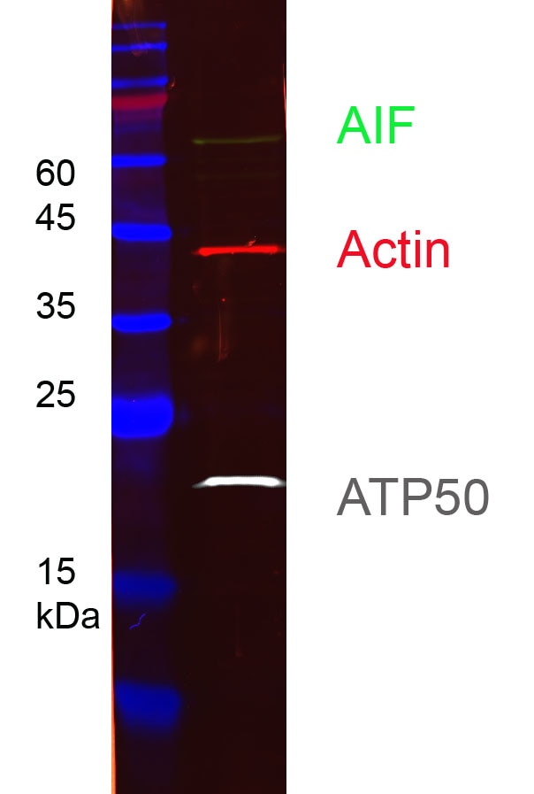 HEK-293 cell lysates were subjected to SDS-PAGE followed by multiplex western blot analysis with 3 mouse primary antibodies including anti-ATP50 (66696-1-Ig), anti-AIF (67791-1-Ig), and anti-actin (66009-1-Ig). Primary antibodies were detected using 3 mouse IgG subclass-specific nano-secondary reagents including Nano-Secondary® alpaca anti-mouse IgG1, recombinant VHH, CoraLite® Plus 750 (smsG1CL750-1, white), Nano-Secondary® alpaca anti-mouse IgG2a, recombinant VHH, CoraLite® Plus 488 (smsG2aCL488-1, green), and Nano-Secondary® alpaca anti-mouse IgG2b, recombinant VHH, CoraLite® Plus 555 (smsG2bCL555-1, red).

                                                         