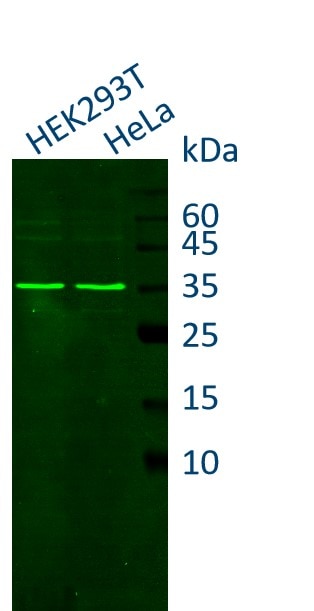 HEK-293 and Hela cell lysates were subjected to SDS-PAGE followed by fluorescent western blot analysis with rabbit anti-GAPDH antiboy (10494-1-AP) and Nano-Secondary® alpaca anti-rabbit IgG, recombinant VHH, CoraLite® Plus 488 (srb2GCL488-1), 1:500.