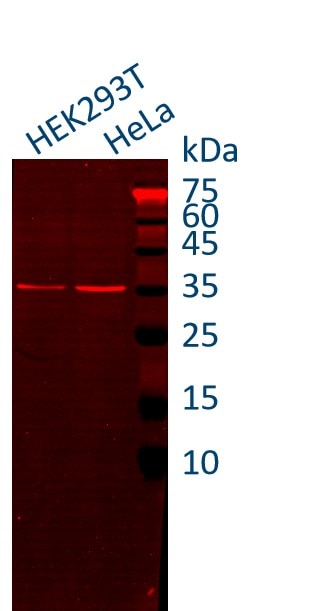 HEK-293 and Hela cell lysates were subjected to SDS-PAGE followed by fluorescent western blot analysis with rabbit anti-GAPDH antibody (10494-1-AP) and Nano-Secondary® alpaca anti-rabbit IgG, recombinant VHH, CoraLite® Plus 555 (srb2GCL555-1), 1:500.