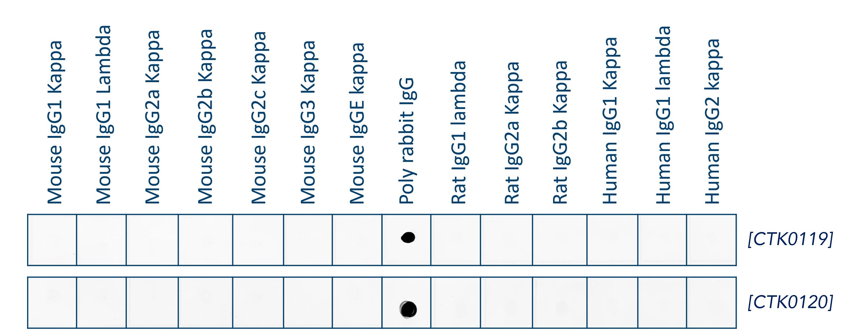 Dot blot assay demonstrates that both clones contributing to Nano-Secondary® alpaca anti-rabbit IgG, recombinant VHH CoraLite Plus 647 [CTK0119, CTK0120] have no cross-reactivity to mouse, rat, or human immunoglobulins.