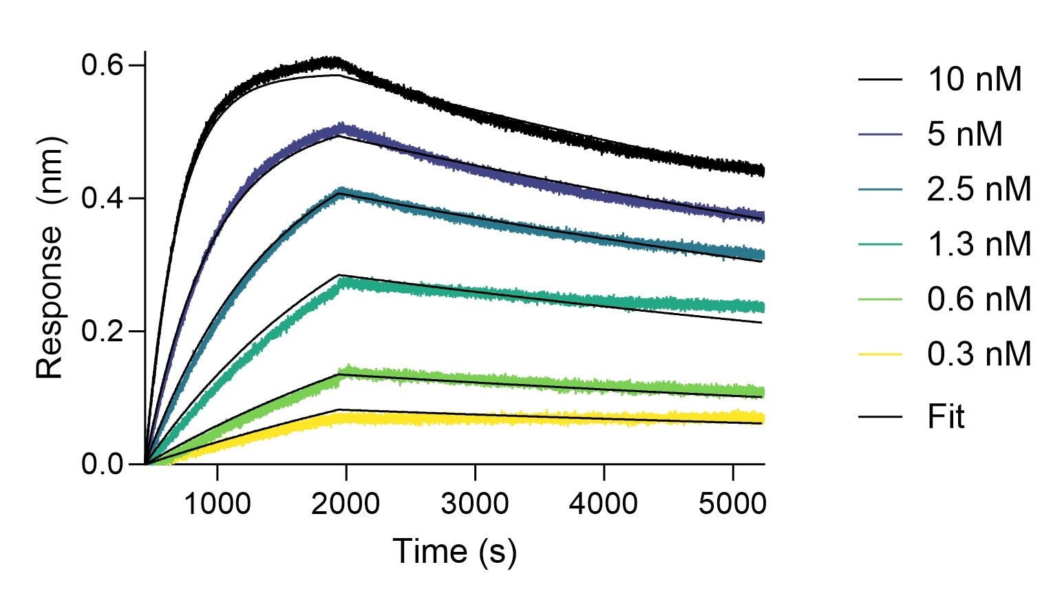 The affinity of Nano-Secondary® alpaca anti-rabbit IgG Fc, recombinant VHH, for 2x Cys conjugation [CTK0119] towards rabbit IgG was determined using biolayer interferometry (BLI). Biotinylated, polyclonal rabbit IgG was immobilized on Streptavidin biosensors and assayed with 0.3 to 10 nM VHH. Fit indicates a 1:1 binding model fitted to the data. 