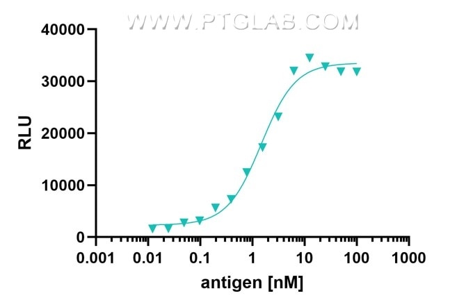 Anti-human IL-6 sandwich ELISA. NeutraKine® anti-human IL-6 Mouse IgG1 McAb (Cat.No. 69001-1-Ig) direct coated 10 µg/mL on a MaxiSorp plate captures HumanKine® recombinant human IL-6 protein (Cat.No. HZ-1019) titrated from 200 – 0,01 nM. Primary anti-human IL-6 polyclonal rabbit antibody (Cat.No. 21865-1-AP) 1:1000 binds to the captured IL-6 antigen and is detected by the Nano-Secondary ® anti-human IgG / anti-rabbit IgG recombinant VHH, Alkaline Phosphatase (Cat.No. srbhuAP) 1:5000.