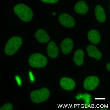 Hela cells immunostained with Histone-Lable-ATTO488, 1:400. Scale bar, 10 um.