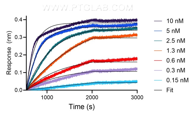 The affinity of anti-human TIGIT recombinant VHH towards human TIGIT was determined using biolayer interferometry (BLI). Biotinylated, recombinant human TIGIT was immobilized on Streptavidin biosensors and assayed with 0.15 to 10 nM of CoraLite® Plus 647-conjugated TIGIT VHH (CL647-tgt). Fit indicates a 1:1 binding model fitted to the data.