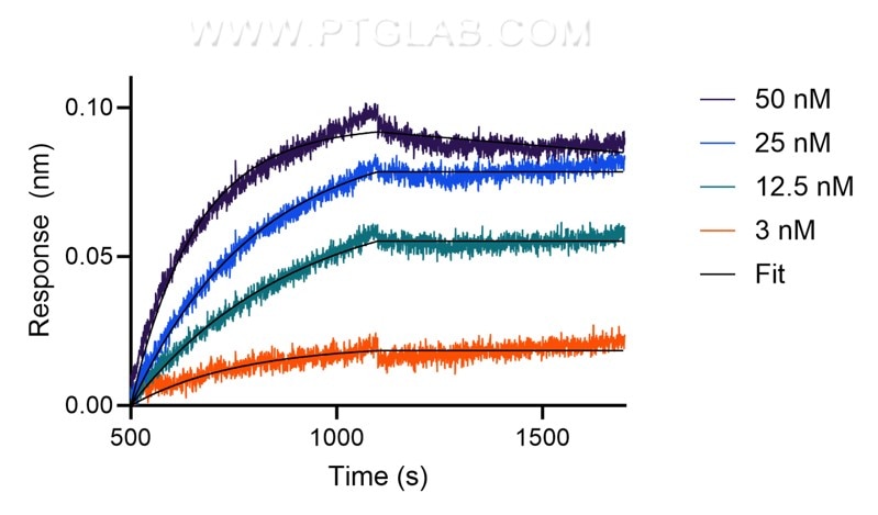 The affinity of anti-human TIM3 recombinant VHH towards human TIM3 was determined using biolayer interferometry (BLI). Biotinylated, recombinant human TIM3 was immobilized on Streptavidin biosensors and assayed with 3 to 50 nM of CoraLite® Plus 647-conjugated TIM3 VHH (CL647-tmt). Fit indicates a 1:1 binding model fitted to the data.
