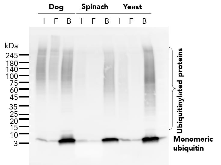 The ubiquitin-trap agarose (uta) was used to immunoprecipitate endogenous ubiquitin and ubiquitinylated proteins from dog (MDCK) cells, spinach (Spinacia oleracea), and baker's yeast (Saccharomyces cerevisiae) treated with MG-132. For each IP, samples of the input lysate (I), non-bound flow-through (F), and bound (B) fractions were analyzed using western blot. Ubiquitin recombinant antibody (80992-1-RR) and HRP-conjugated Affinipure Goat Anti-Rabbit IgG (H+L) (SA00001-2) were used in the western blot analysis.