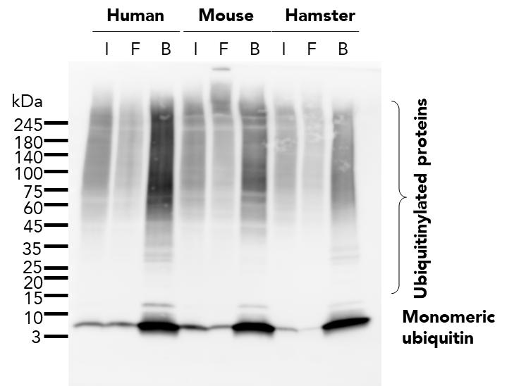 The ubiquitin-trap agarose kit (utak) was used to immunoprecipitate endogenous ubiquitin and ubiquitinylated proteins from human (HEK293T), mouse (C2C12), and hamster (CHO) cell lines treated with MG-132. For each IP, samples of the input lysate (I), non-bound flow-through (F), and bound (B) fractions were analyzed using western blot. Ubiquitin recombinant antibody (80992-1-RR) and HRP-conjugated Affinipure Goat Anti-Rabbit IgG (H+L) (SA00001-2) were used in the western blot analysis.