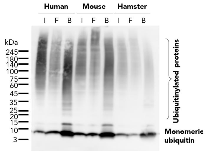 The ubiquitin-trap magnetic agarose kit (utmak) was used to immunoprecipitate endogenous ubiquitin and ubiquitinylated proteins from human (HEK293T), mouse (C2C12), and hamster (CHO) cell lines treated with MG-132. For each IP, samples of the input lysate (I), non-bound flow-through (F), and bound (B) fractions were analyzed using western blot. Ubiquitin recombinant antibody (80992-1-RR) and HRP-conjugated Affinipure Goat Anti-Rabbit IgG (H+L) (SA00001-2) were used in the western blot analysis.