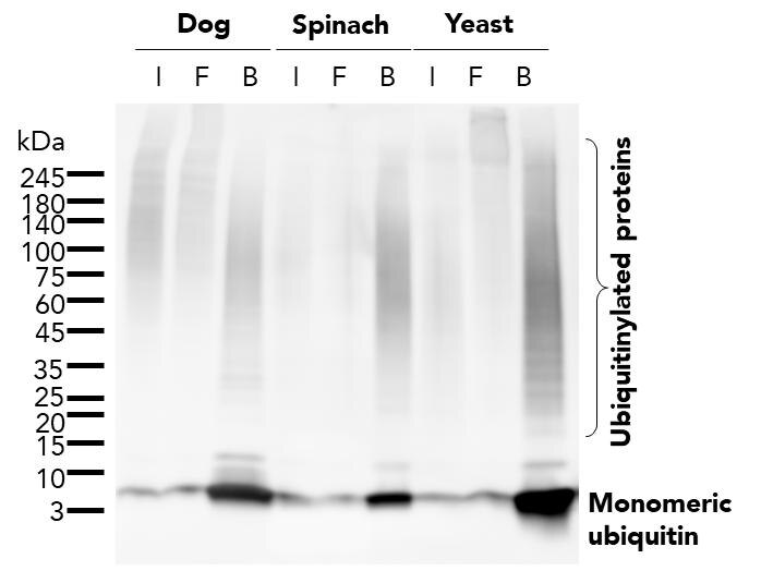 The ubiquitin-trap magnetic agarose kit (utmak) was used to immunoprecipitate endogenous ubiquitin and ubiquitinylated proteins from dog (MDCK) cells, spinach (Spinacia oleracea), and baker's yeast (Saccharomyces cerevisiae) treated with MG-132. For each IP, samples of the input lysate (I), non-bound flow-through (F), and bound (B) fractions were analyzed using western blot. Ubiquitin recombinant antibody (80992-1-RR) and HRP-conjugated Affinipure Goat Anti-Rabbit IgG (H+L) (SA00001-2) were used in the western blot analysis.