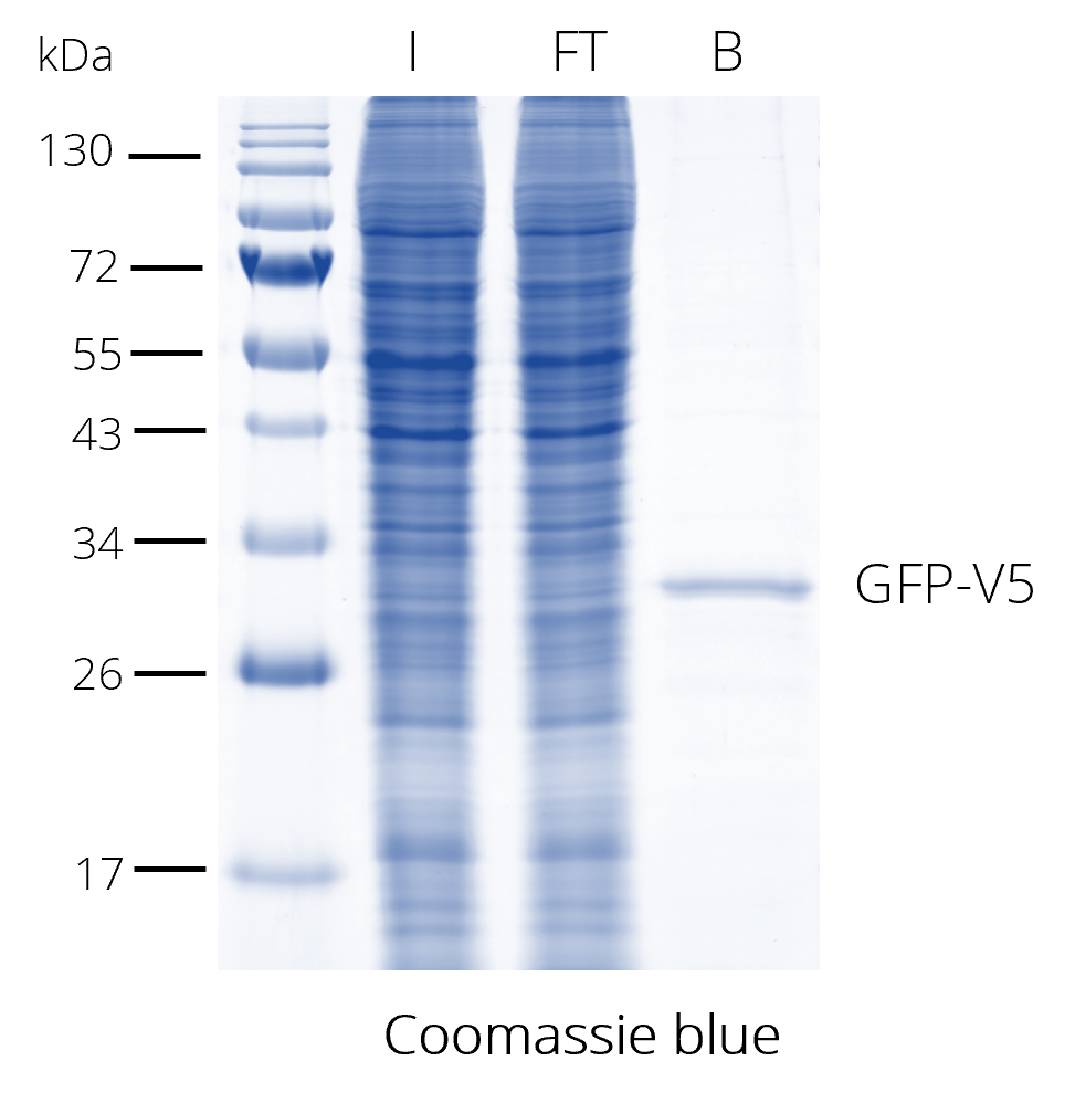 V5-Trap® Agarose for immunoprecipitation of V5-tagged proteins. The V5-tag is C-terminal. I: Input, FT: Flow-Through, B: Bound.