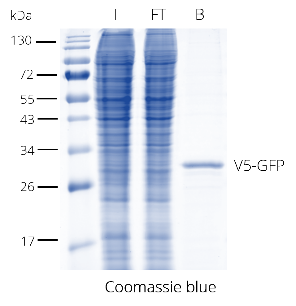 V5-Trap® Agarose for pull-down. The V5-tag is N-terminal. I: Input, FT: Flow-Through, B: Bound.