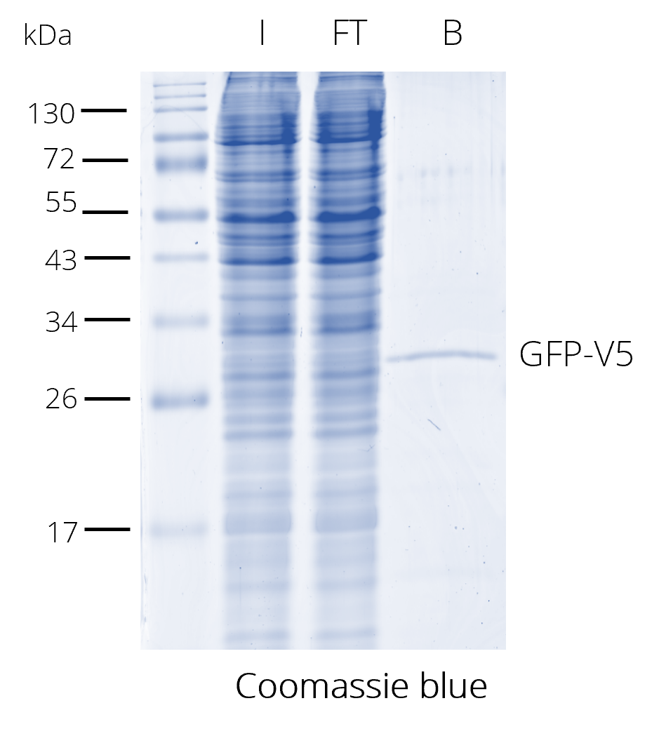 V5-Trap® Magnetic Particles M-270 for immunoprecipitation of V5 fusion proteins. HEK293T cell lysate with V5-tagged protein. I: Input, FT: Flow-Through, B: Bound.