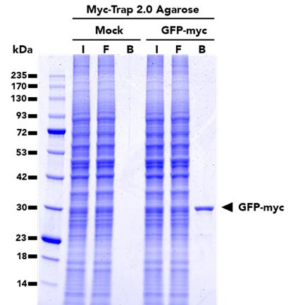 Immunoprecipitation of GFP-Myc fusion protein from HEK293T cells using Myc-Trap® 2.0 Agarose. IP was done using both untransfected (mock) and transfected (GFP-myc) cells. I: Input: F: Flow-through, B: Bound.