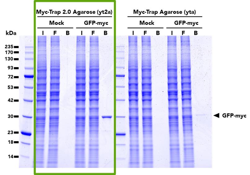 Comparison of pulldown efficacy between the Myc-Trap® 2.0 Agarose (left) and the original Myc-Trap Agarose (right). Both products were used to immunoprecipitate GFP-myc fusion proteins from untransfected (mock) and transfected (GFP-myc) HEK293T cells. The Myc-Trap 2.0 has a higher binding capacity and is able to pull down more GFP-Myc protein than the Myc-Trap.