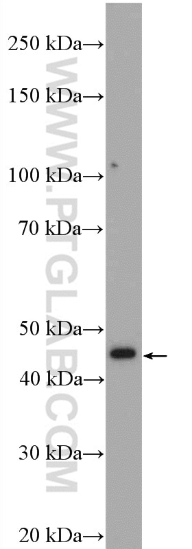 Western Blot (WB) analysis of K-562 cells using Reticulocalbin 3 Polyclonal antibody (27497-1-AP)