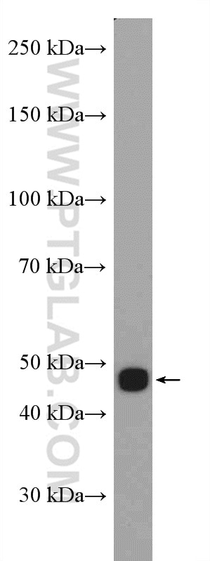 Western Blot (WB) analysis of U2OS cells using Reticulocalbin 3 Polyclonal antibody (27497-1-AP)