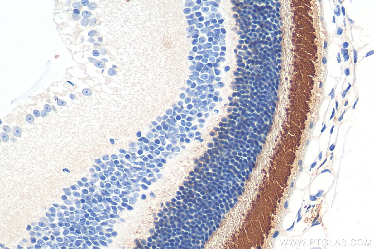 Immunohistochemistry (IHC) staining of mouse eye tissue using Rhodopsin Polyclonal antibody (30438-1-AP)