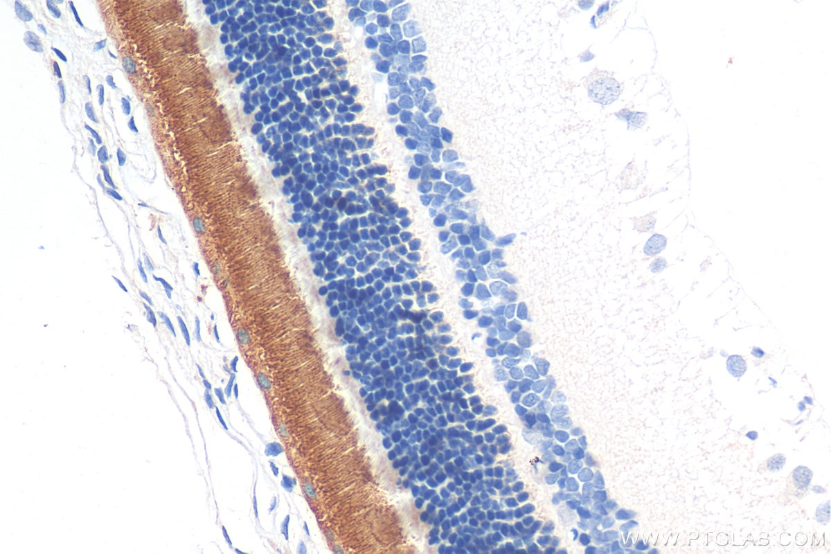 Immunohistochemistry (IHC) staining of rat eye tissue using Rhodopsin Polyclonal antibody (30438-1-AP)