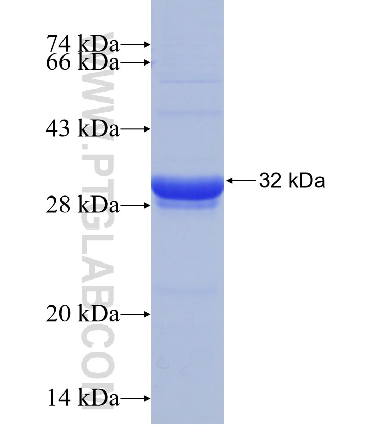 Rhodopsin fusion protein Ag30879 SDS-PAGE