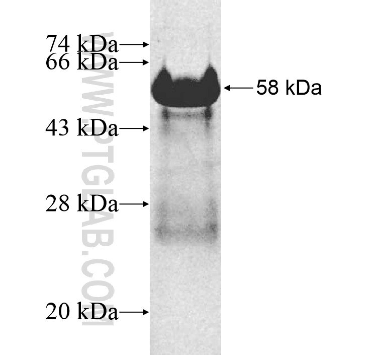 Rhox5 fusion protein Ag12169 SDS-PAGE