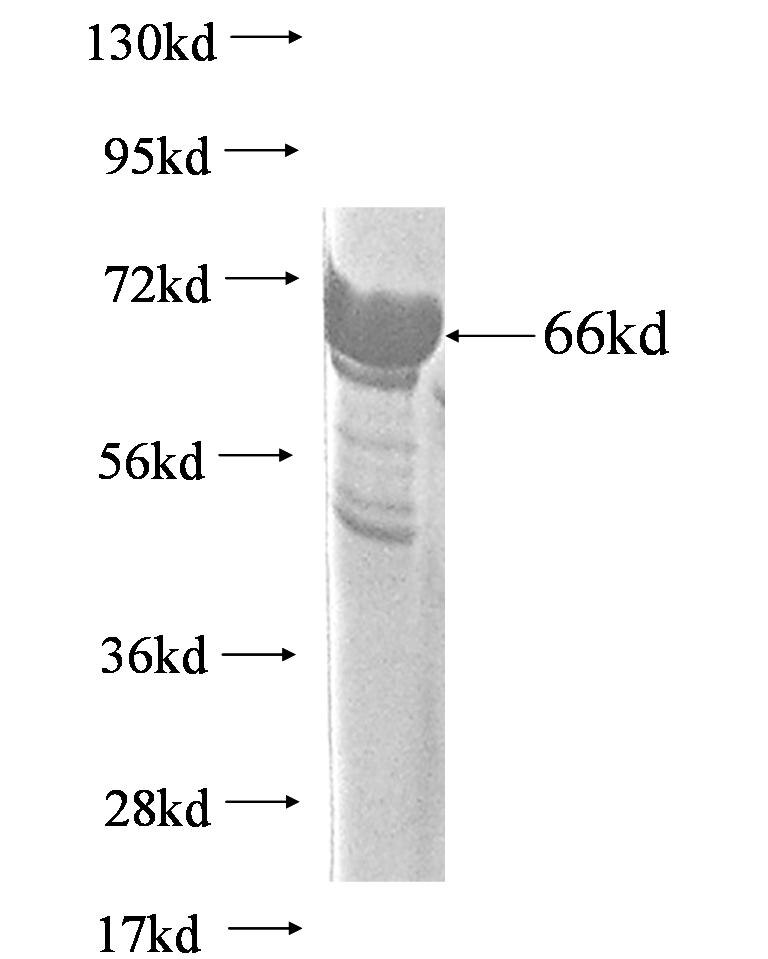 Rhp23 fusion protein Ag0714 SDS-PAGE