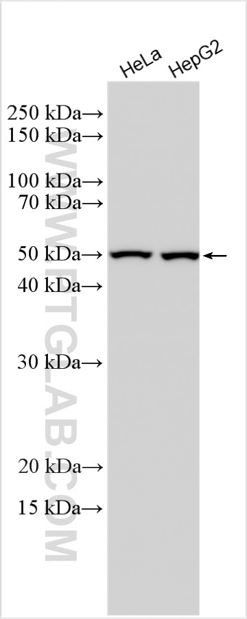 Western Blot (WB) analysis of various lysates using Ribosomal protein L4 Polyclonal antibody (30182-1-AP)