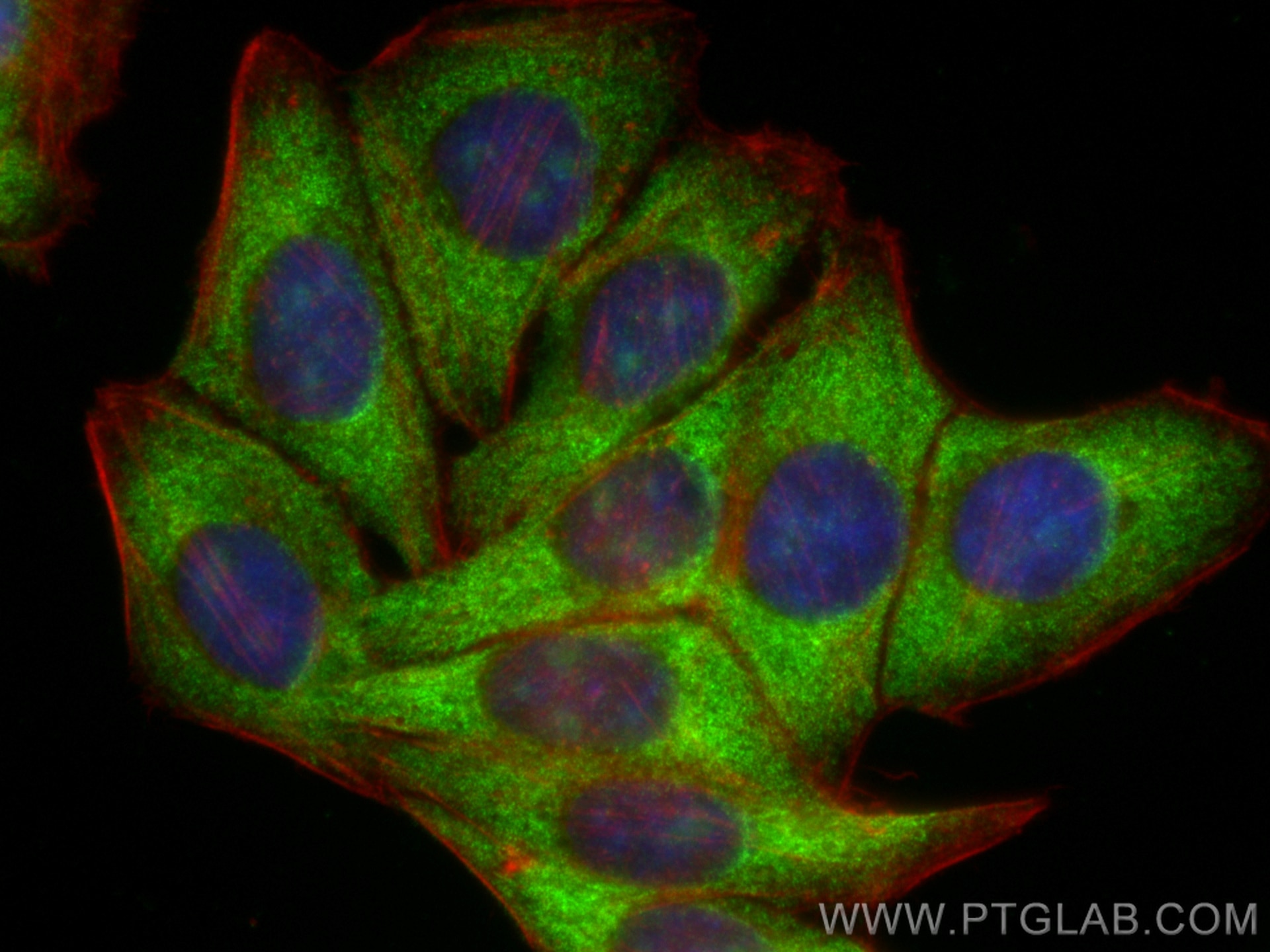 Immunofluorescence (IF) / fluorescent staining of HepG2 cells using Ribosomal protein L4 Recombinant antibody (80959-1-RR)